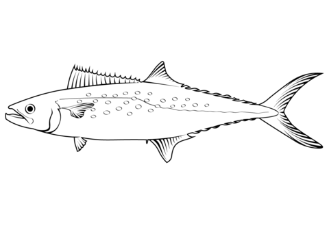 Atlantic Spanish Mackerel (Scomberomorus Maculatus) Coloring Page